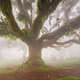 Mystické stromy - Fanal